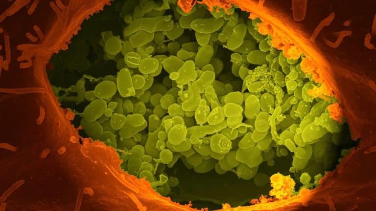 Bacterie mutantă pe ISS: Enterobacter bugandensis devine invincibilă în spațiu și îngrijorează cercetătorii