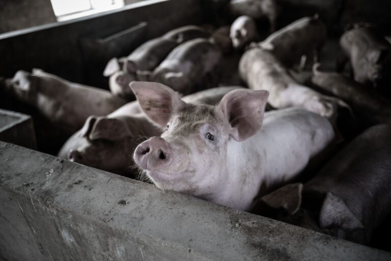 Schema pentru crescătorii români de porci primește aprobarea UE, cu granturi de cel mult 50.000 de euro