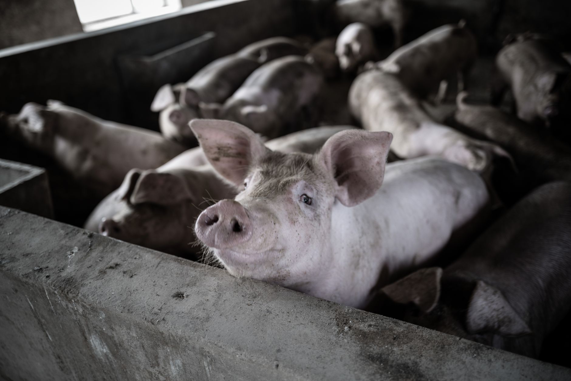 Schema pentru crescătorii români de porci primește aprobarea UE, cu granturi de cel mult 50.000 de euro