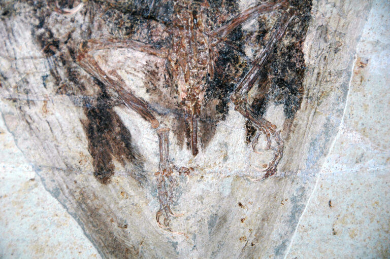 Yuezhuornis, pasărea jurasică din China care probabil nu putea zbura